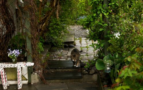 Findus, verdens steste katt