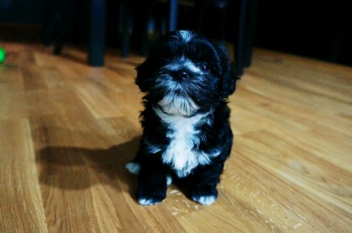 Bichon havanese valp