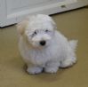 Coton de tulear valpar