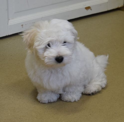 Coton de tulear valpar