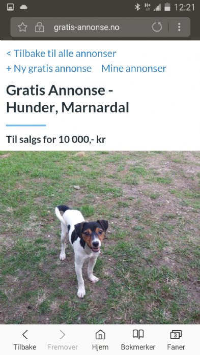 Dansk svensk grdshund valper