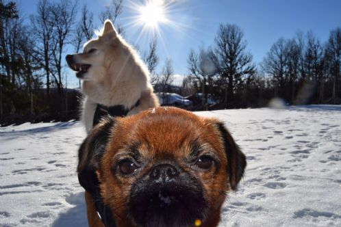 nsker hundelufting fjellhamar