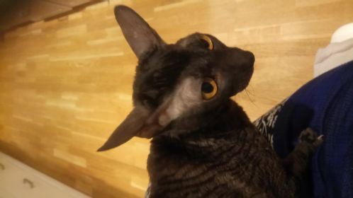 Cornish rex