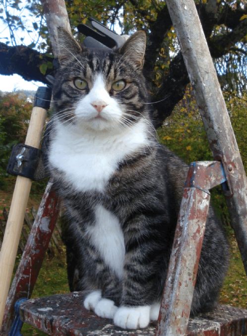 Hannkatt savnet i åmot, modum