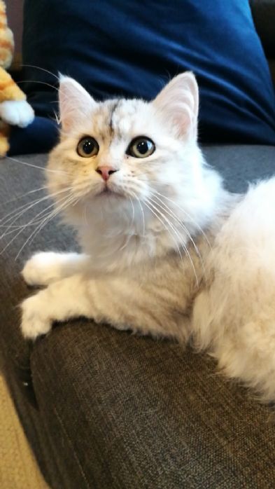 Sibirkatt