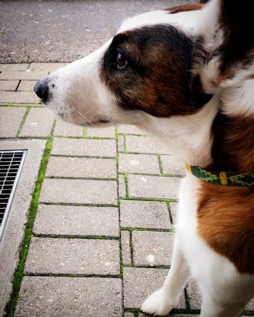 Fox terrier, glatthret