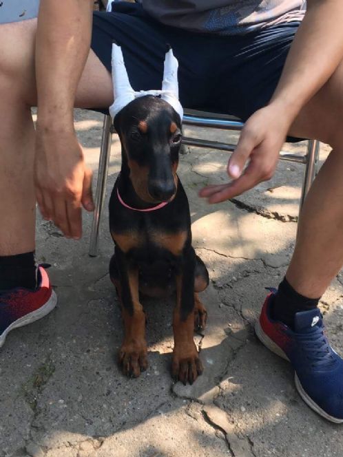 Dobermann valper