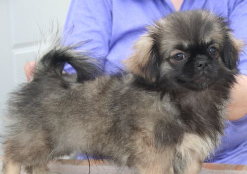 Tibetansk spaniel