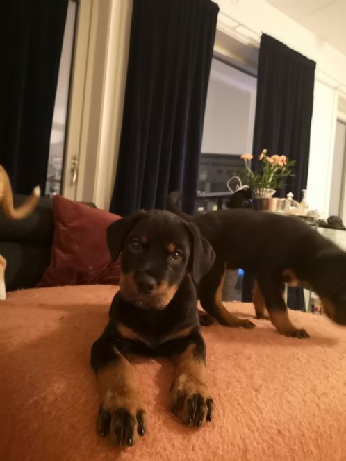 Sosialiserte rottweiler valper