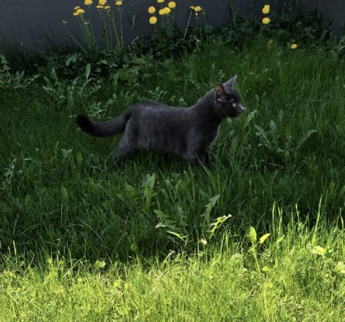 2 r gammel katt trenger hjem.