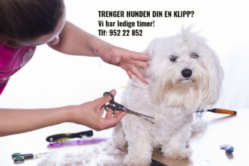 Trenger hunden din en klipp