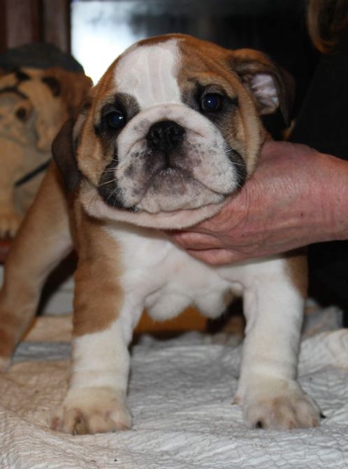 Engelsk bulldog