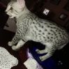 Egyptian mau killinger