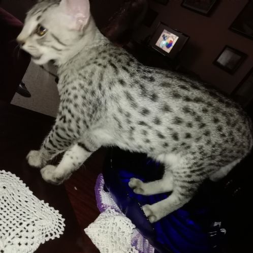 Egyptian mau killinger