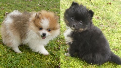 Pomeranian valpar reg skk