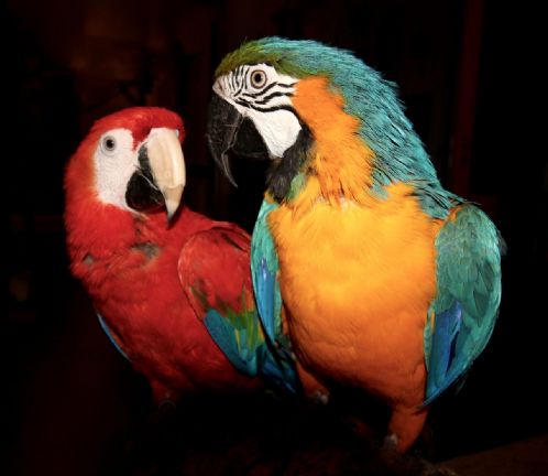 Ara papegøye 