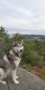 Alaskan malamute 9 mnd