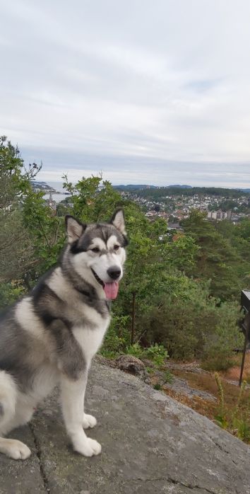 Alaskan malamute 9 mnd