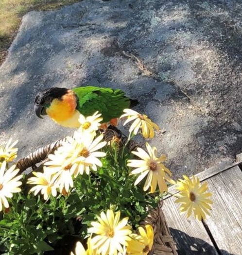 Caique