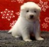 Samojed