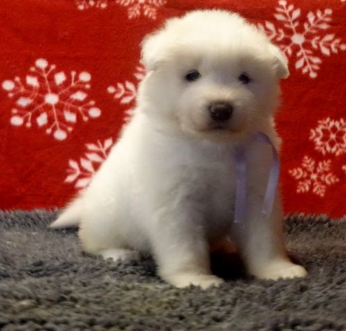 Samojed