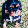 Cavalier king charles spaniel