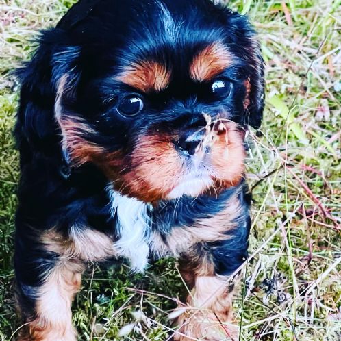 Cavalier king charles spaniel