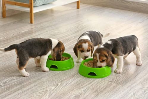 Beagle valper tilgjengelig