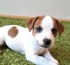 Jack russel med stamtavle