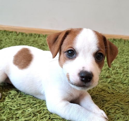 Jack russel med stamtavle