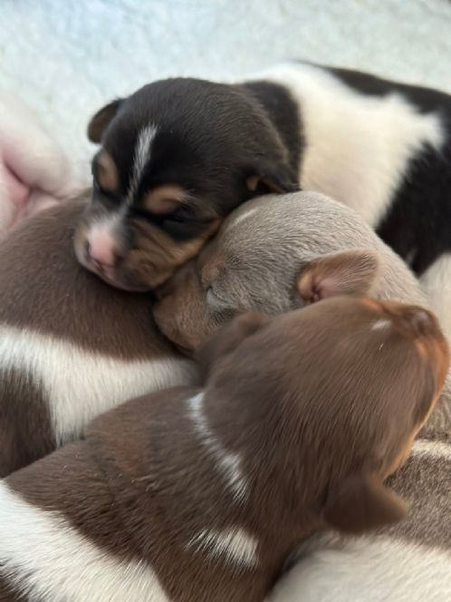 Brasiliansk terrier valper