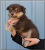 Finsk lapphund