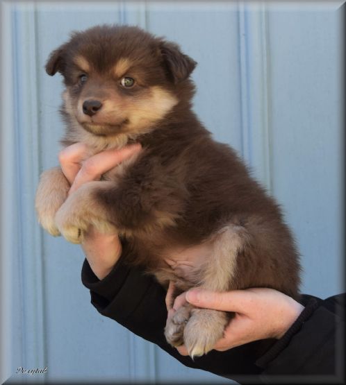 Finsk lapphund