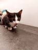 Kattunge 4 mneder