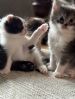 Maincoon/scottish fold-mix