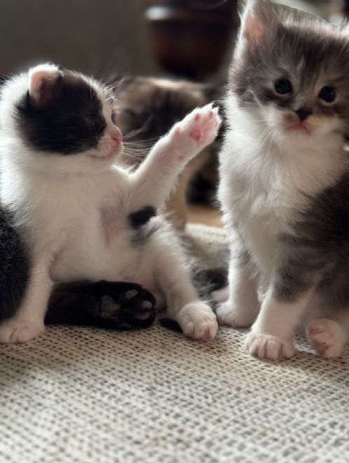 Maincoon/scottish fold-mix