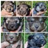 Finsk lapphund 