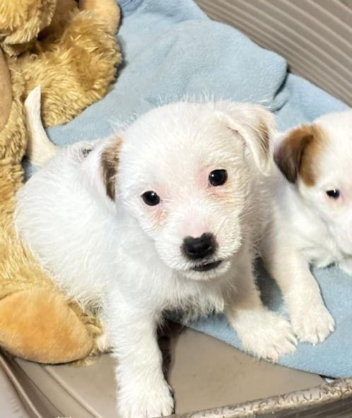 Strihåret jack russell