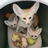 6 fennec rev noen uker gammel