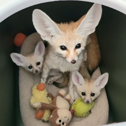 6 fennec rev noen uker gammel