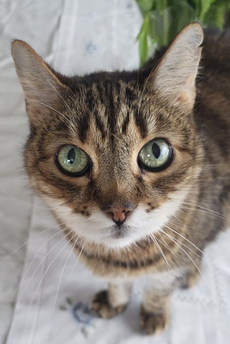Vennlig katt sker nytt hjem