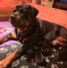 Rottweiler valper fra jeppekro