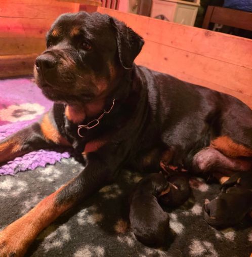 Rottweiler valper fra jeppekro