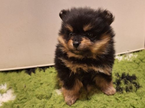 Tysk spets/mittelspitz valpar