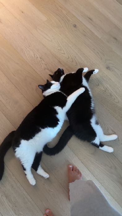 Omplassering næmmen og prins