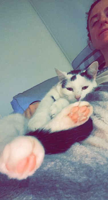 To katter s�ker nytt hjem