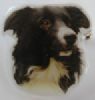 Border Collie utstillingsnl