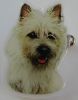 Cairn Terrier utstillingsnl