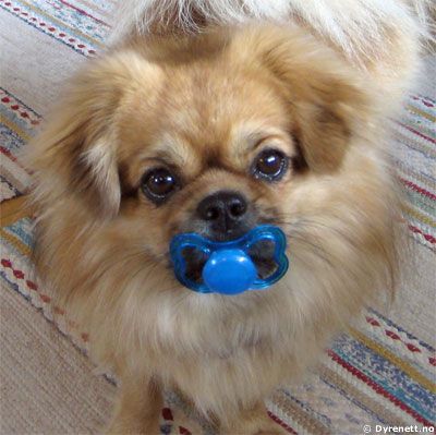 Teddy - Klikk for stort bilde!