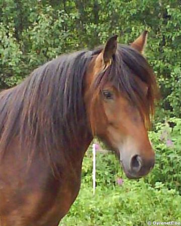 Spiker Tora - Klikk for stort bilde!